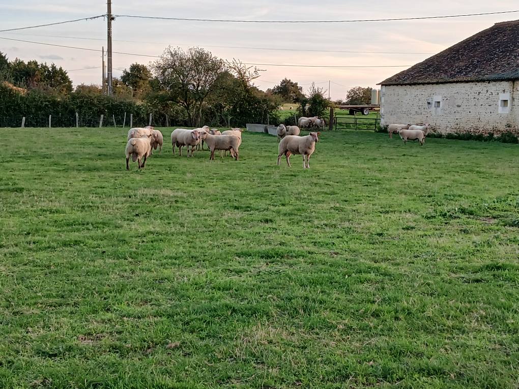 Benoit Billy Mouton 1