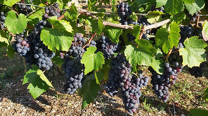 Domaine du Chêne Allaire