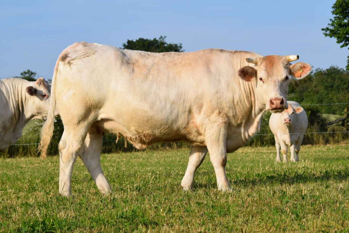 EARL Lévêque Vincent