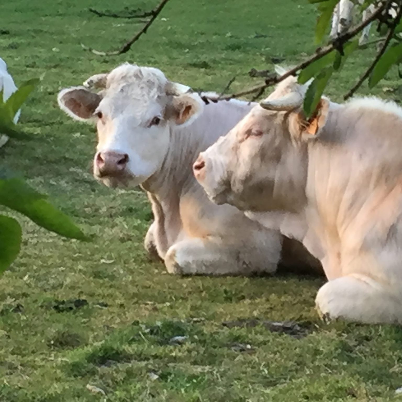 La ferme de l'Héraudière