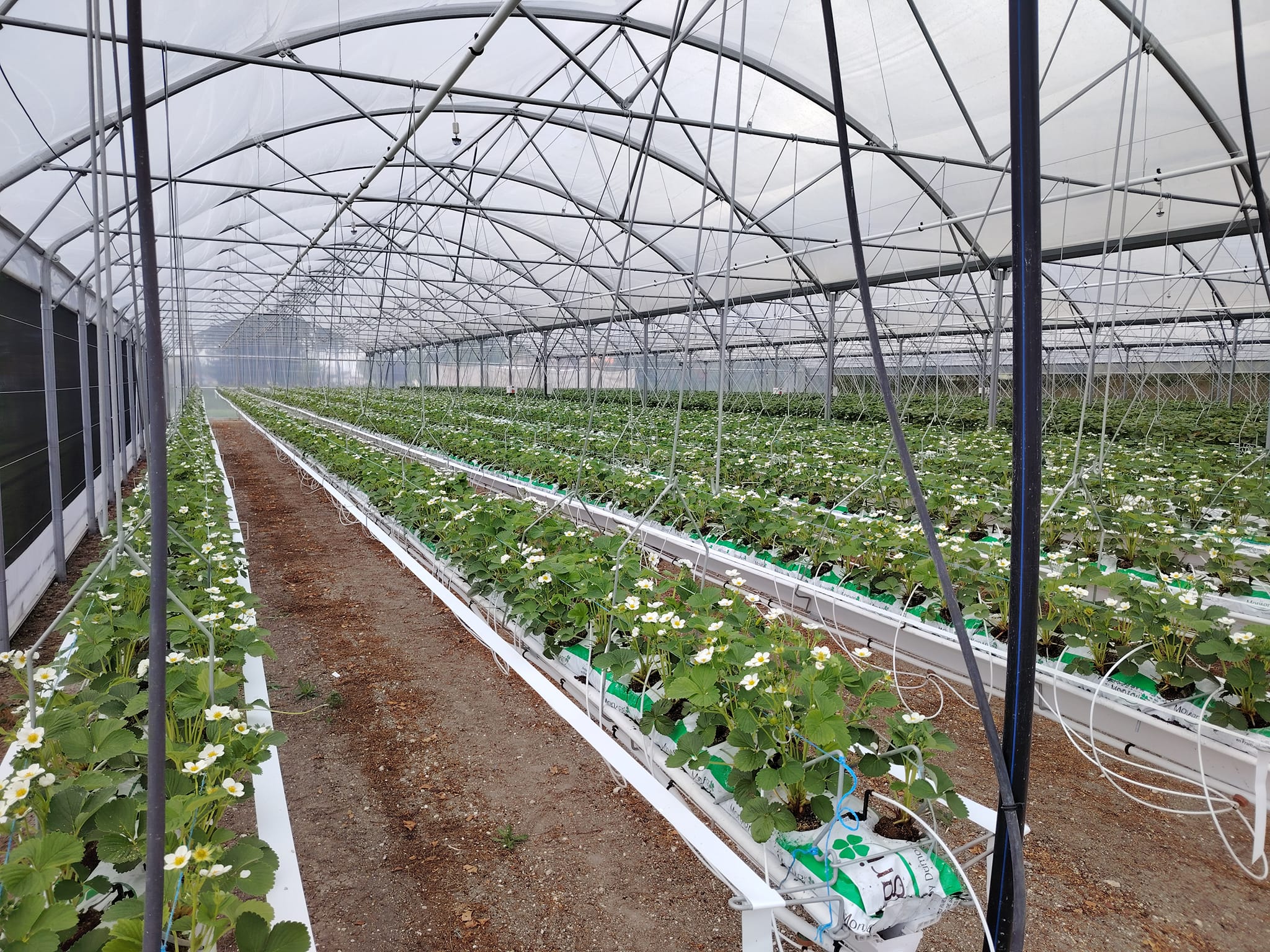 Les Fraises de Marine et Pierre