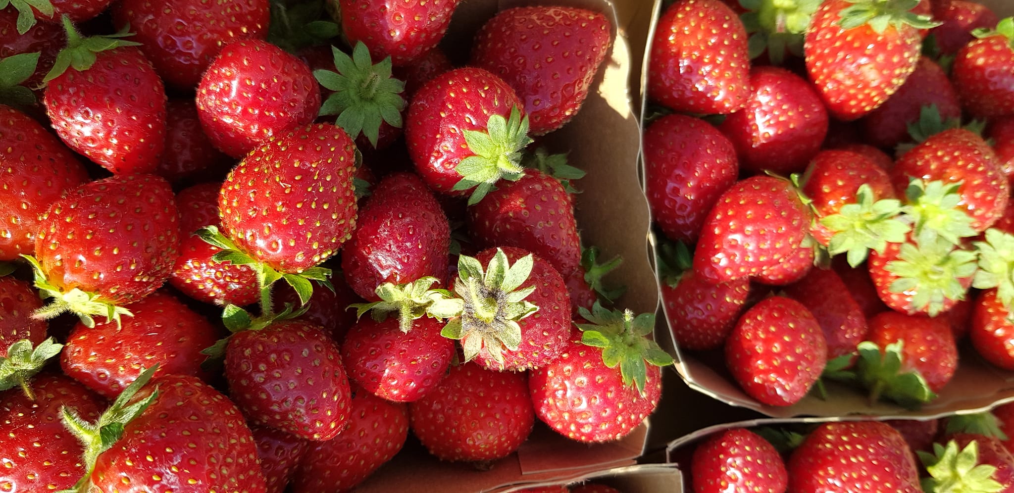 Les Fraises de Marine et Pierre2