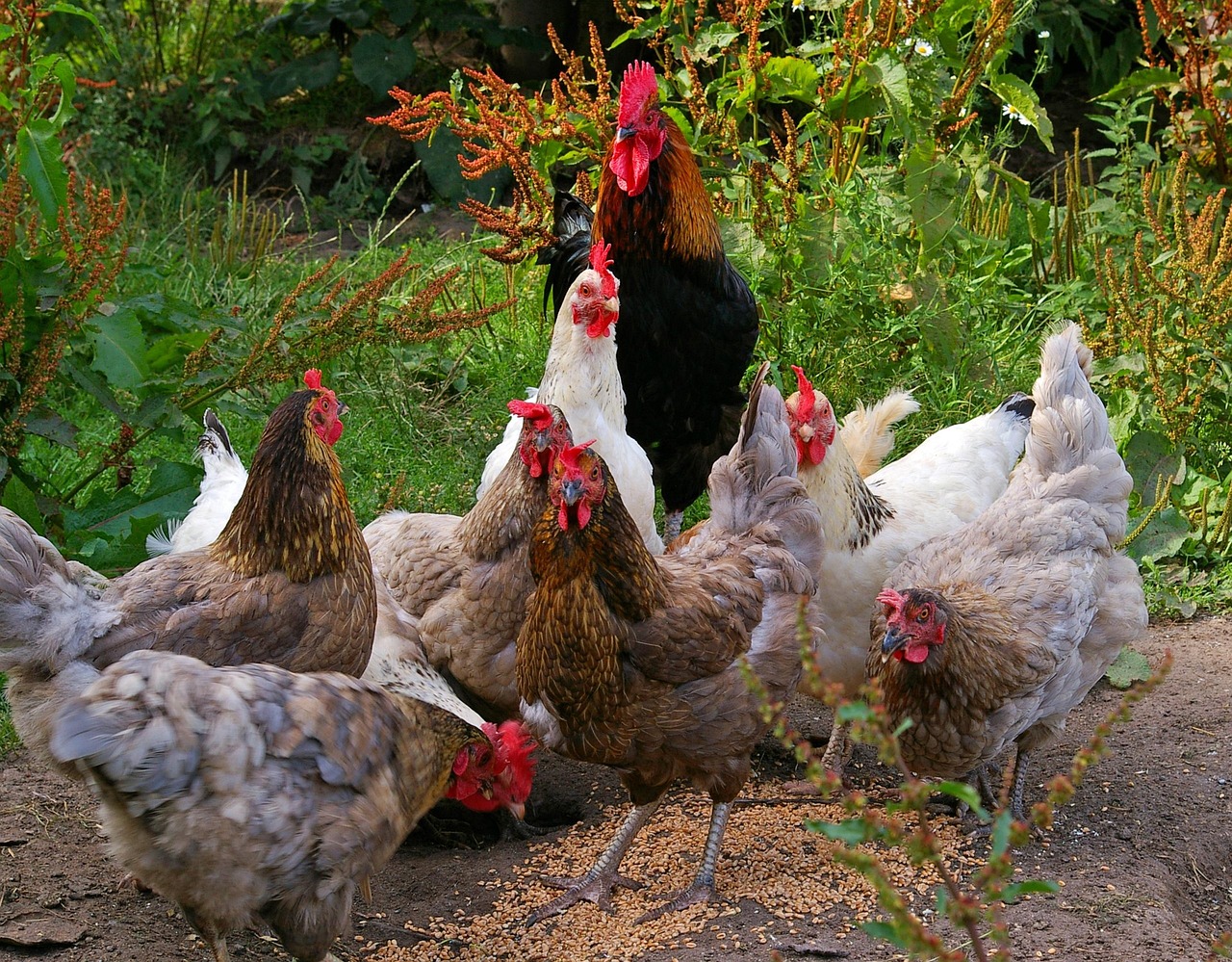 chickens-874512_1280
